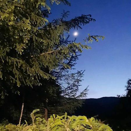 Kalmul Naturii, Iuresul Padurii Firiza-de-Jos المظهر الخارجي الصورة